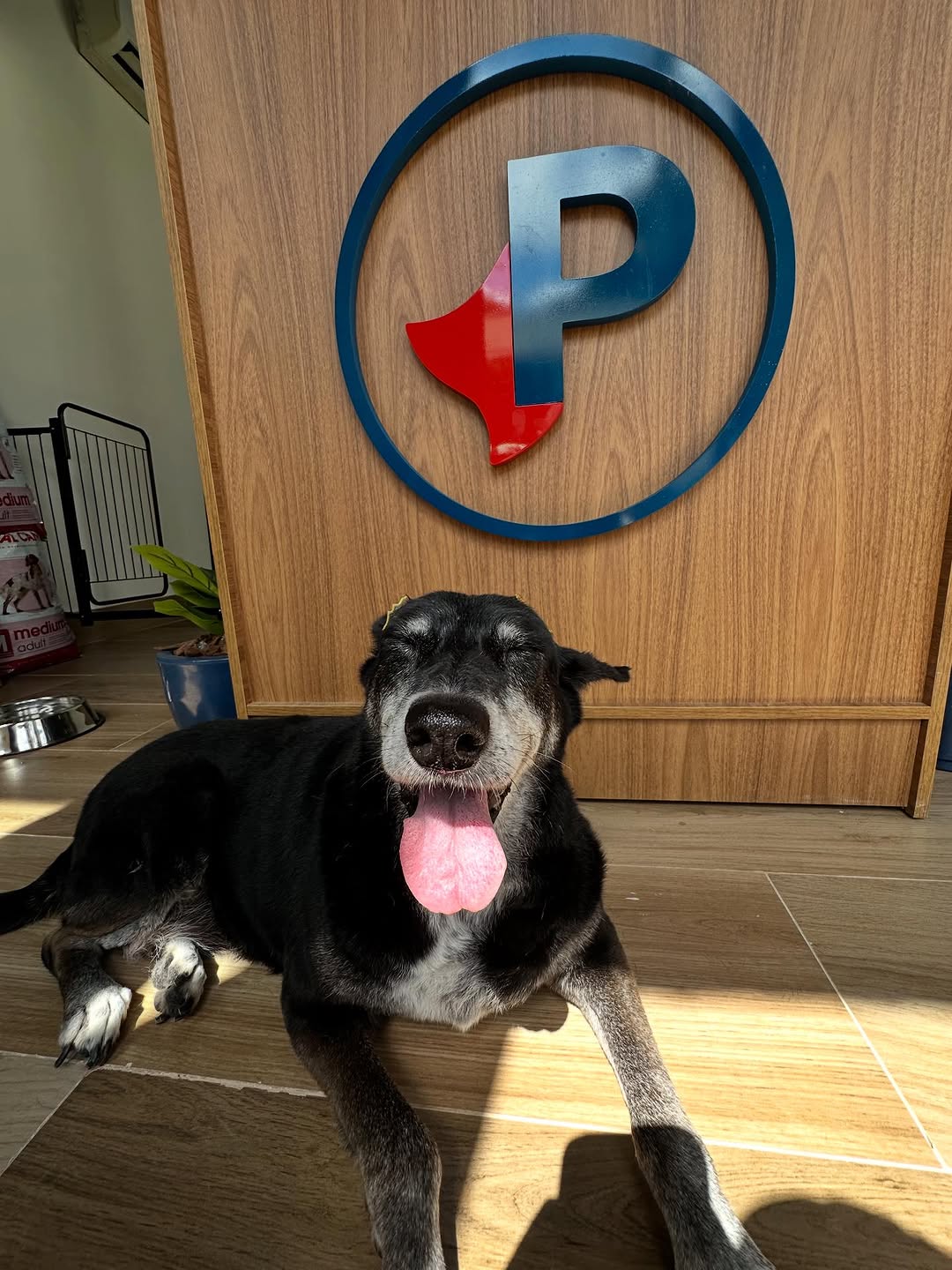 Atendimento Veterinário