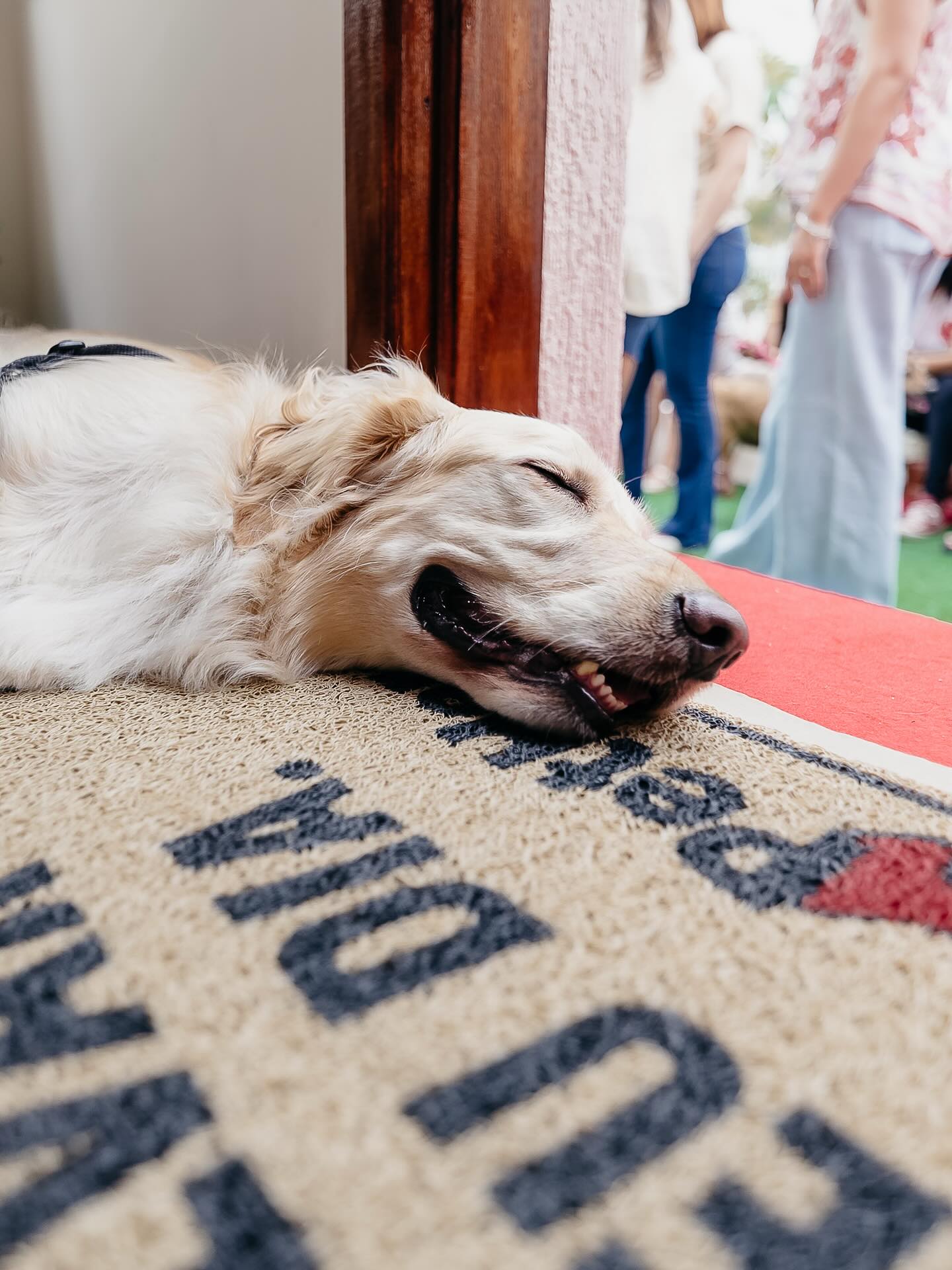 Hotel para Cachorros